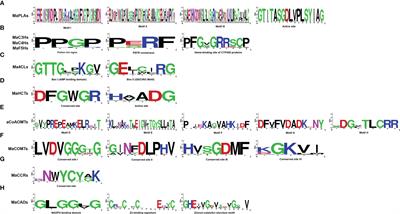 Identification and analysis of lignin biosynthesis genes related to fruit ripening and stress response in banana (Musa acuminata L. AAA group, cv. Cavendish)